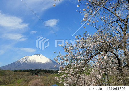 渋民公園から望む岩手山 渋民公園から望む岩手山 116063891