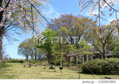 桜の季節の渋民公園 116063962