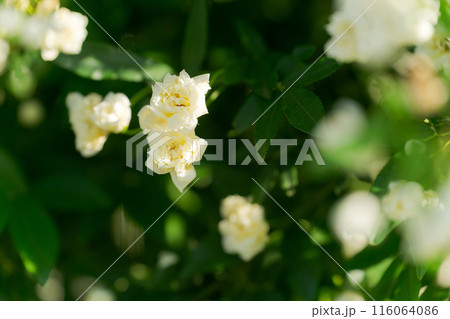 満開のモッコウバラ 116064086