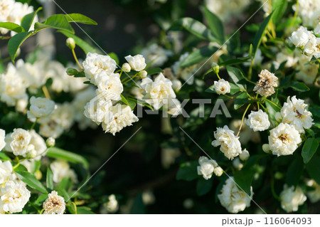 満開のモッコウバラ 116064093