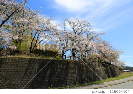 桜の季節の渋民公園 桜の季節の渋民公園 116064104