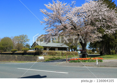 桜の季節の渋民公園 116064105