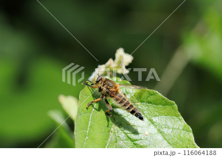 明るい日光の元、森の青葉上にシオヤアブの雌(自然光&ストロボ・マクロレンズ接写) 明るい日光の元、森の青葉上にシオヤアブの雌(自然光&ストロボ・マクロレンズ接写) 116064188