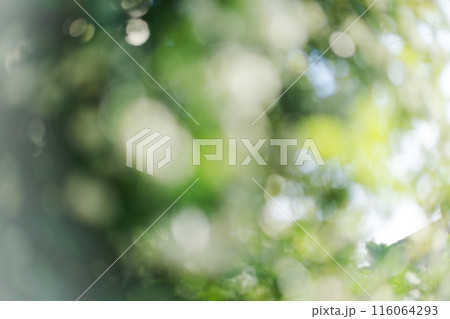 満開のモッコウバラ 116064293