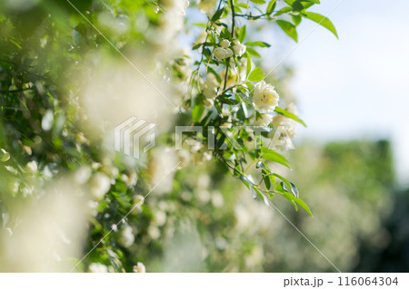 満開のモッコウバラ 116064304