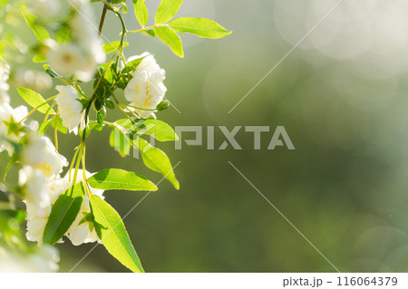 満開のモッコウバラ 116064379