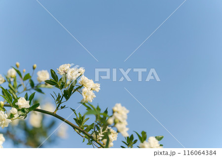 満開のモッコウバラ 116064384