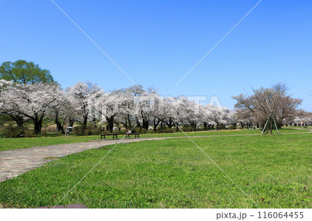 北上展勝地の桜並木 北上展勝地の桜並木 116064455