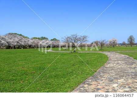 北上展勝地の桜並木 北上展勝地の桜並木 116064457