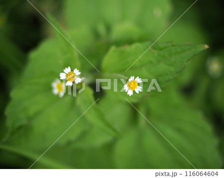 ハキダメギクのある風景 116064604