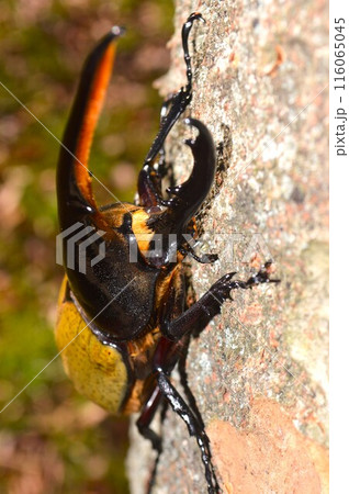 ヘラクレスオオカブトのヘラクレスヘラクレス森の樹木の上で ヘラクレスオオカブトのヘラクレスヘラクレス森の樹木の上で 116065045