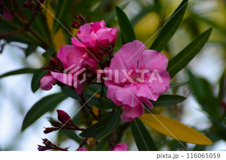 夾竹桃(キョウチクトウ)ピンク色 夾竹桃(キョウチクトウ)ピンク色 116065059