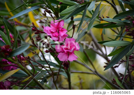 夾竹桃（キョウチクトウ）ピンク色 116065065