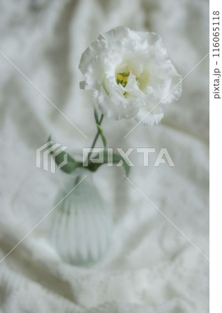 白いトルコキキョウの花 116065118