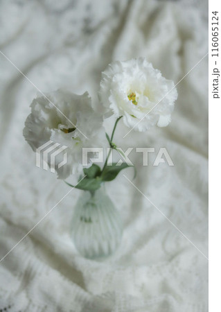 白いトルコキキョウの花 白いトルコキキョウの花 116065124
