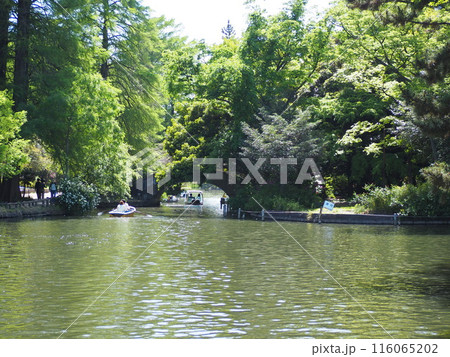 石神井公園 石神井公園 116065202