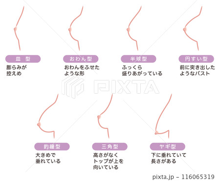乳房の形 種類 乳房の形 種類 116065319