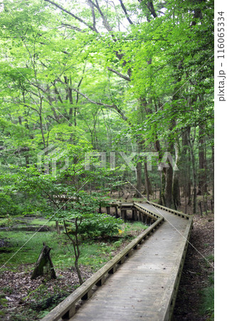 大沼園地の自然研究路 116065334
