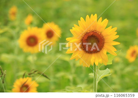 夏の花のある風景 夏の花のある風景 116065359