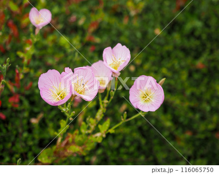 月見草のある風景 月見草のある風景 116065750