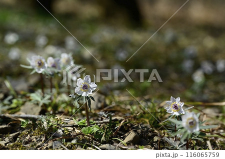 栃木市星野の自生地に咲くセツブンソウの花 116065759