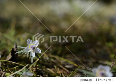 栃木市星野の自生地に咲くセツブンソウの花 栃木市星野の自生地に咲くセツブンソウの花 116065761