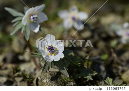 栃木市星野の自生地に咲くセツブンソウの花 116065765