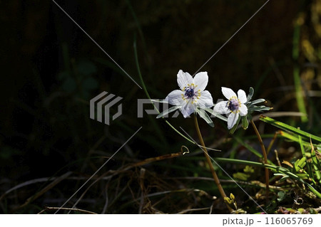 栃木市星野の自生地に咲くセツブンソウの花 栃木市星野の自生地に咲くセツブンソウの花 116065769