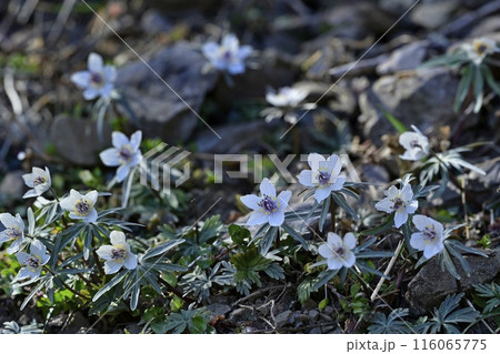 栃木市星野の自生地に咲くセツブンソウの花 栃木市星野の自生地に咲くセツブンソウの花 116065775