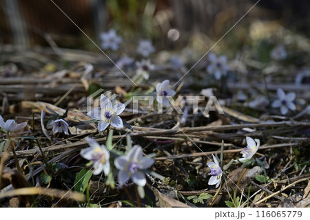 栃木市星野の自生地に咲くセツブンソウの花 116065779