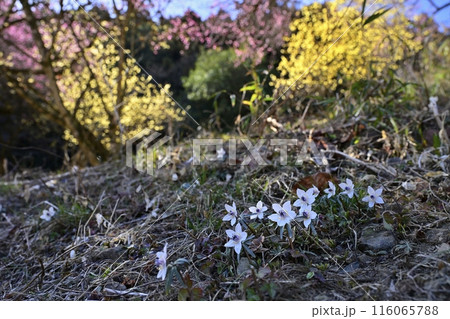 栃木市星野の自生地に咲くセツブンソウに蝋梅と紅梅の花 栃木市星野の自生地に咲くセツブンソウに蝋梅と紅梅の花 116065788