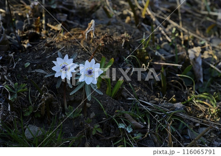 栃木市星野の自生地に咲く八重のセツブンソウの花 116065791