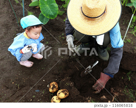芋掘りをする祖父と孫 116065818