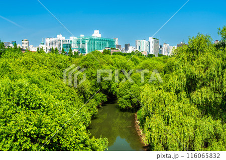 Yeouido Saetgang Ecological Park in the center of Seoul, South Korea Yeouido Saetgang Ecological Park in the center of Seoul, South Korea 116065832