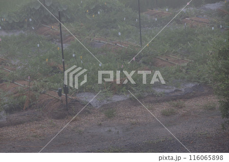 朝霧のスイカ畑　六月下旬 116065898