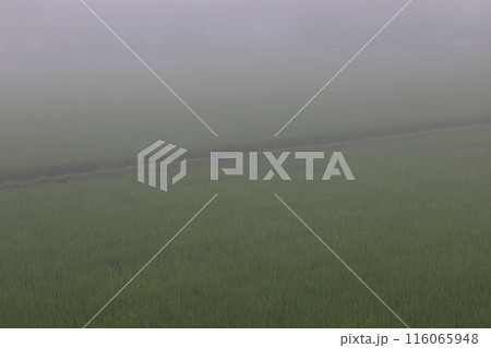 朝霧の田んぼ　六月下旬 116065948