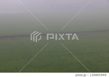 朝霧の田んぼ 六月下旬 朝霧の田んぼ 六月下旬 116065949