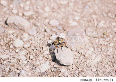 ムシヒキアブの捕食シーン ムシヒキアブの捕食シーン 116066014
