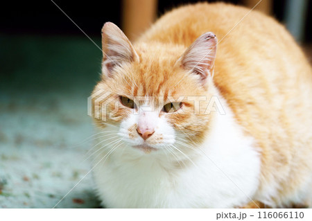 ねこ ねこ 116066110