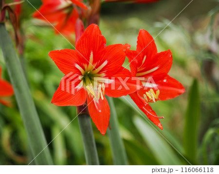 アマリリスの花 アマリリスの花 116066118