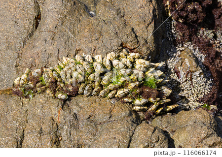 磯のカメノテ02 磯のカメノテ02 116066174