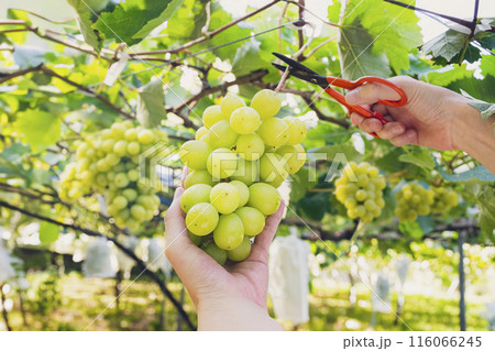 ぶどう狩り　シャインマスカット 116066245