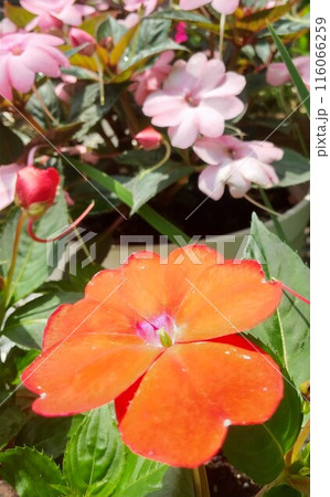 雨に濡れた鮮やかな赤色のサンパチェンスの花 雨に濡れた鮮やかな赤色のサンパチェンスの花 116066259