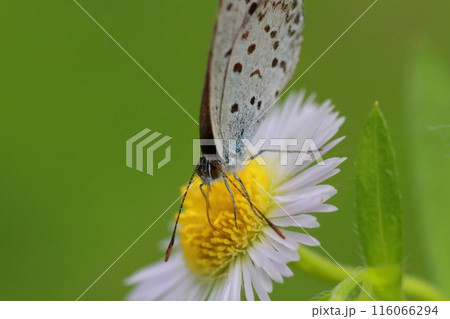 ヒメジョオンの蜜を吸うヤマトシジミのクローズアップ 116066294