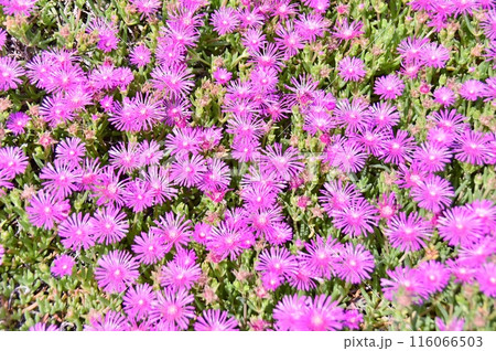 ピンク色の花咲くマツバギク ピンク色の花咲くマツバギク 116066503