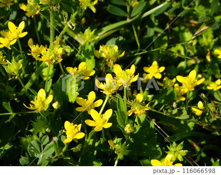 春の荒川河川敷に咲くトゲミノキツネノボタンの黄色い花 116066598