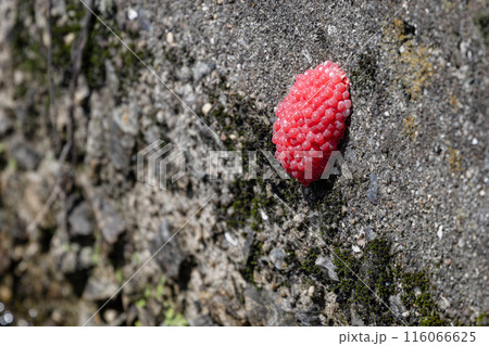 ジャンボタニシの卵02 116066625