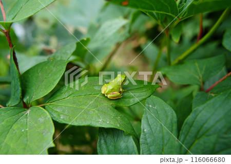 葉にとまる小さなアマガエル 葉にとまる小さなアマガエル 116066680