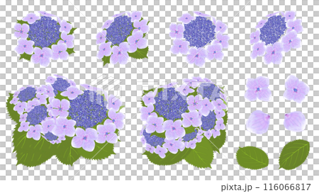Hydrangea | Blue Sky 116066817