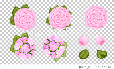 Camellia Camellia 116066818